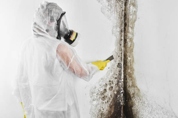 Best Fast Mold Removal  in Rosenhayn, NJ