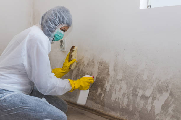 Best Mold Removal Company Near Me  in Rosenhayn, NJ