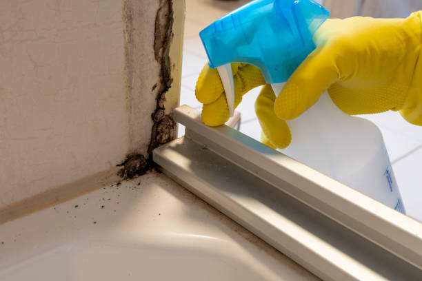 Mold Removal Process in Rosenhayn, NJ