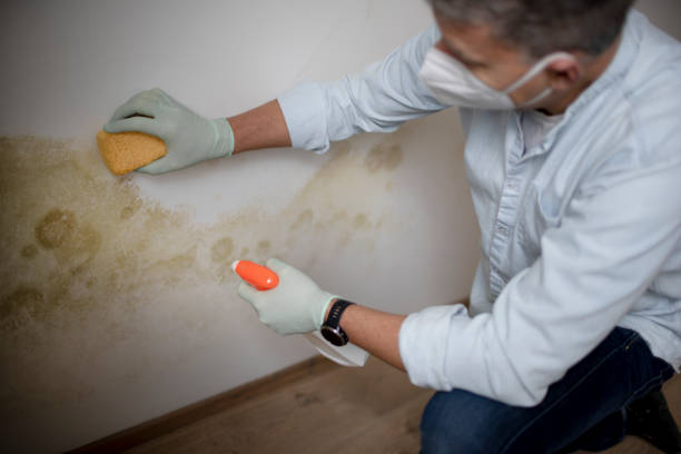 Best Mold Cleaning Services  in Rosenhayn, NJ