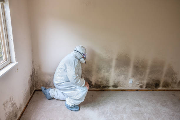 Best Mold Testing and Removal  in Rosenhayn, NJ