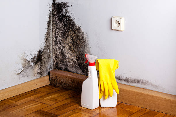 Best Attic Mold Removal  in Rosenhayn, NJ