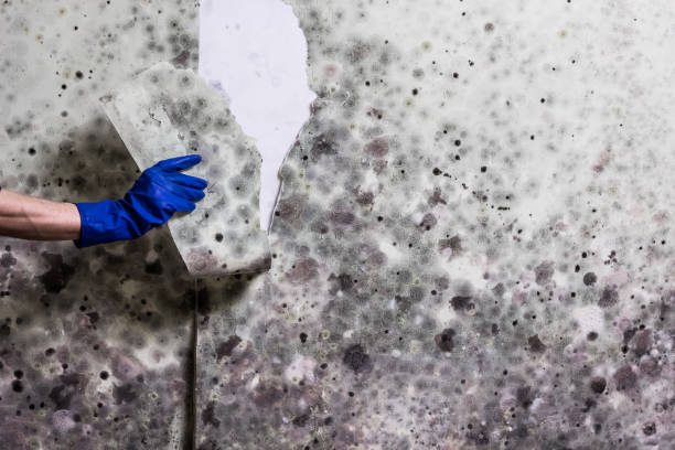 Best Residential Mold Removal  in Rosenhayn, NJ