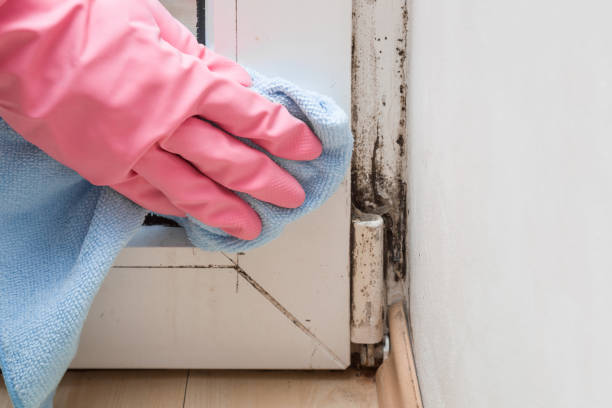 Best Mold Removal and Inspection  in Rosenhayn, NJ