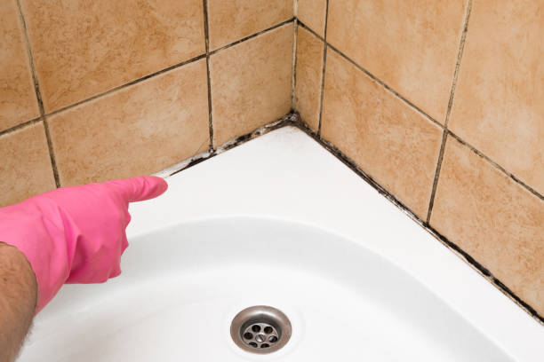Best Fast Mold Removal  in Rosenhayn, NJ